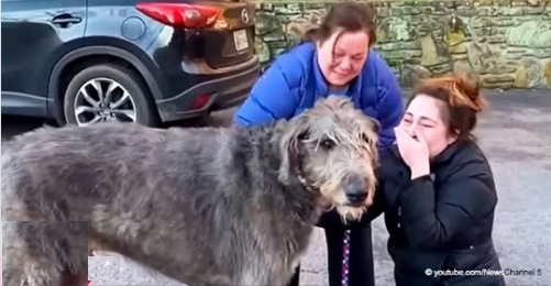 Eine Familie wurde endlich wieder mit ihrem Hund vereint, der nach einem Autounfall verschwand